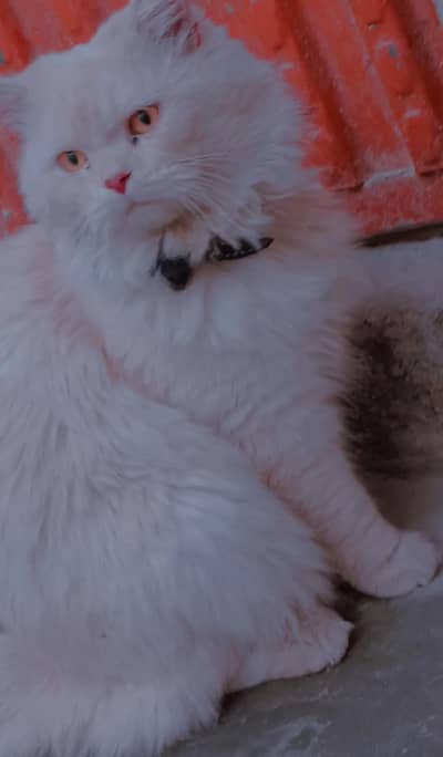 High Quality Persian