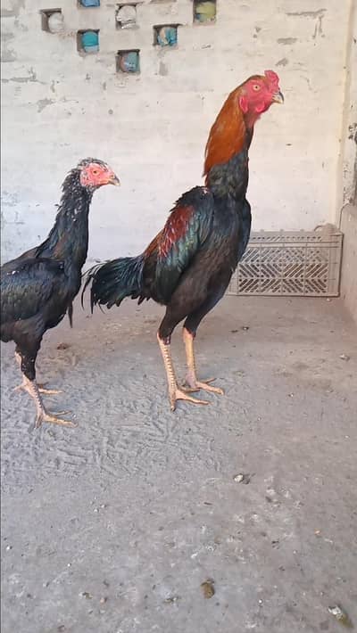 Mashallah Young Shamo Pair Avaliable For Sale