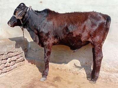 cow/wacha/katta/bufellow/