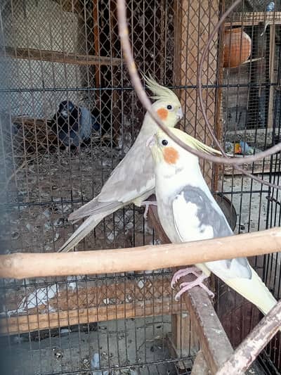 cocktail + ustalian + Luka kabooter