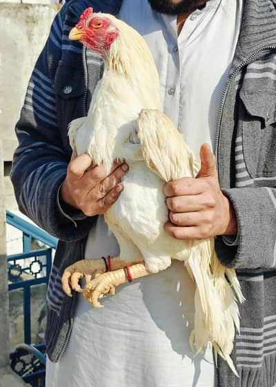 high quality old blood amroha Mianwali lasani breeder aseel hen Heera