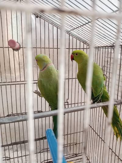 Green Parrot  Pair