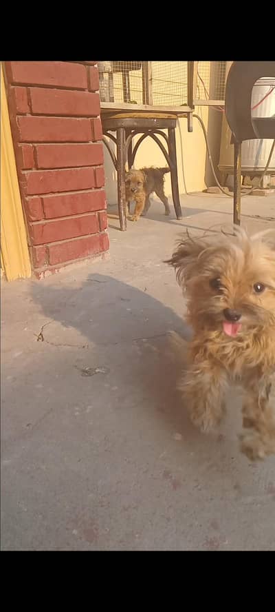 Toy Dog Shitzu Pair Avaliable for sale . . . . 030969/85528