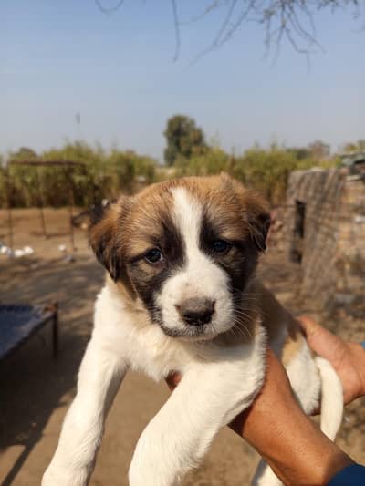 dabba pure pisti bread