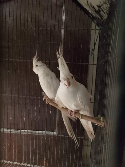 Cocktiel Parrots Pair
