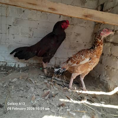 whatsapp far rabta kary