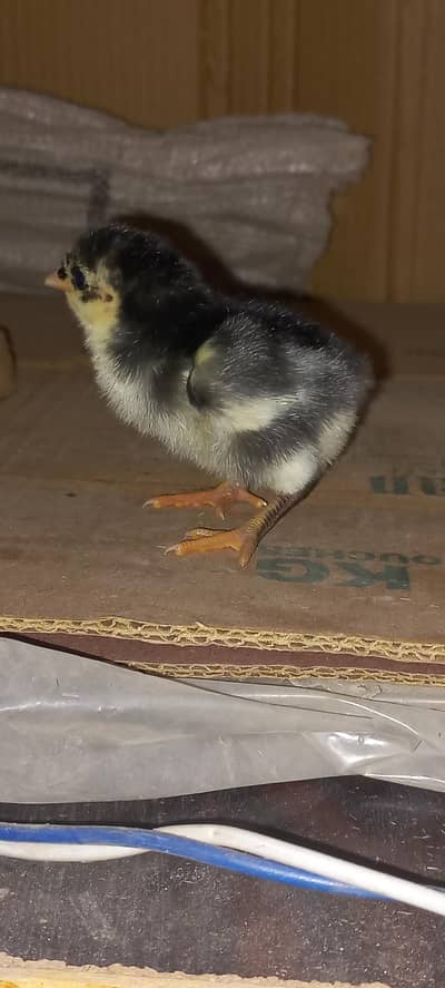 Australorp/Australop chicks