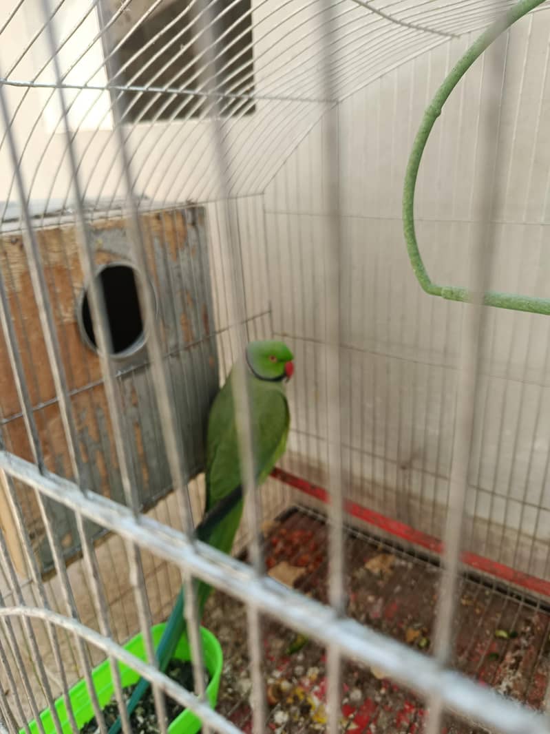 Parrot 0