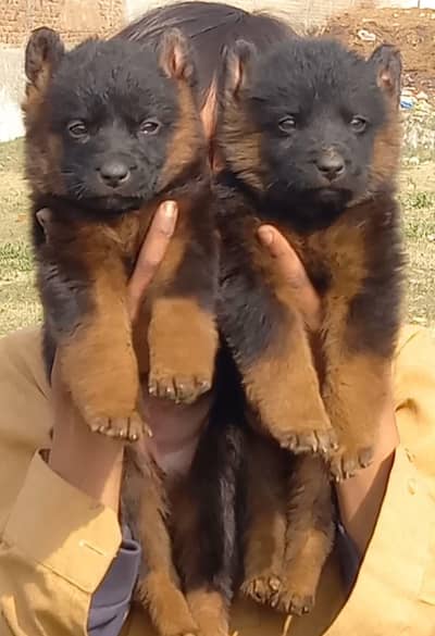 German Shepherd puppies for sale