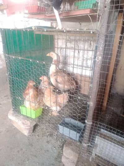 for sale all 6000 5 piece