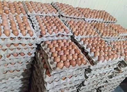Desi Eggs available Price 20rs