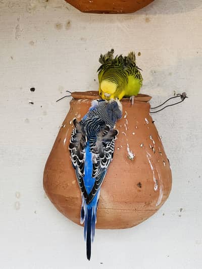 Hogoromo Breeder pair