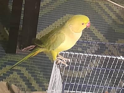Green Parrot for  Sale