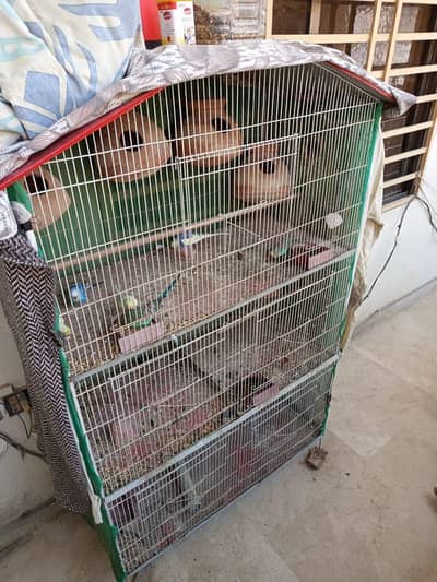 Triple Story Cage with Australian Birds