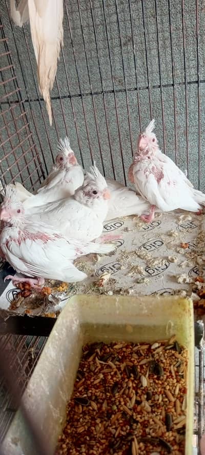 Eno red eye chicks avl