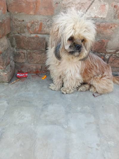 shihtu female on hite