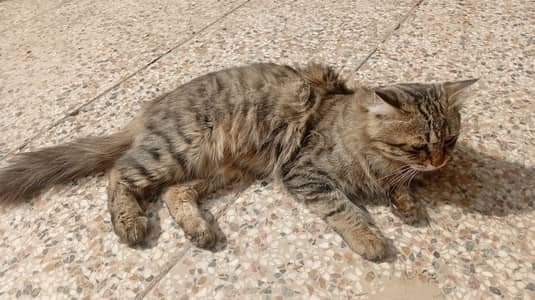 Persian cross male Cat Full trend