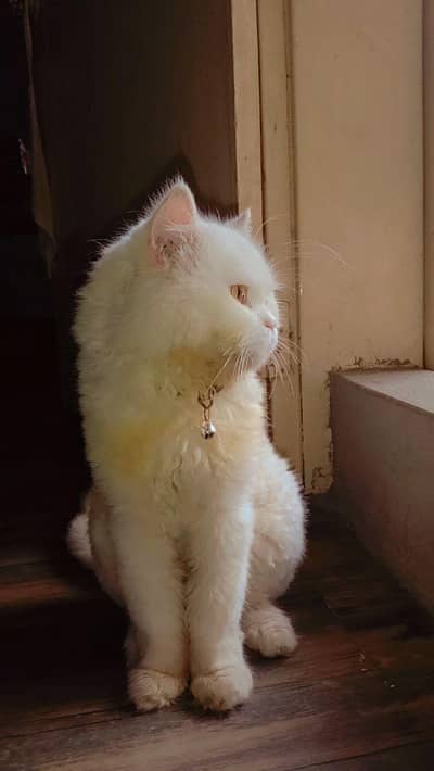persian male cat for sale