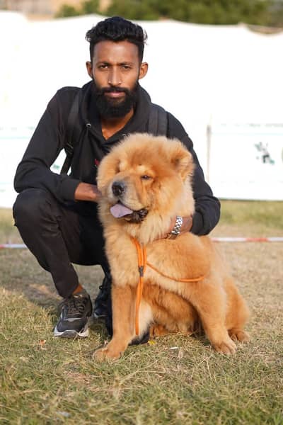chow chow male for stud