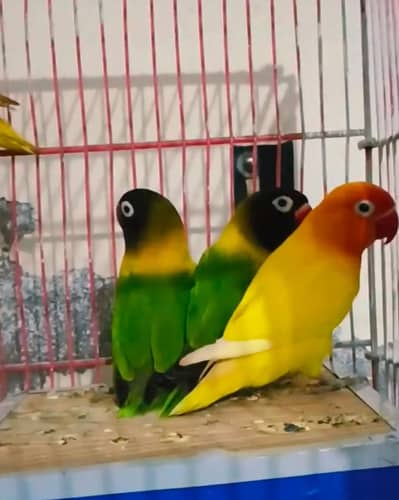 love birds health and breeder Quality Birds