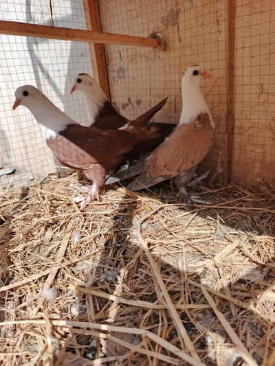 pigeon karblai for sale