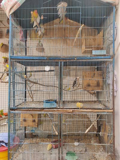 I am selling my all lovebirds setup 2 breader pair & 6 ready to bread