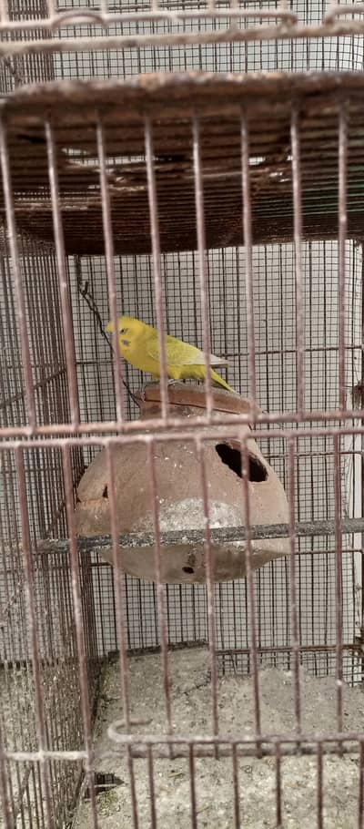 Big birds cage with parrot pairs