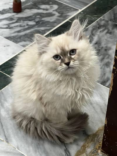 2-month-old himay Persian