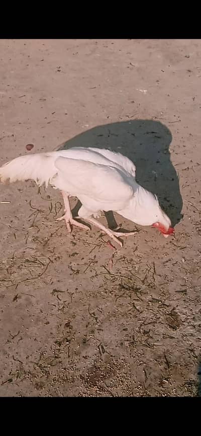 Pure aseel heera pair