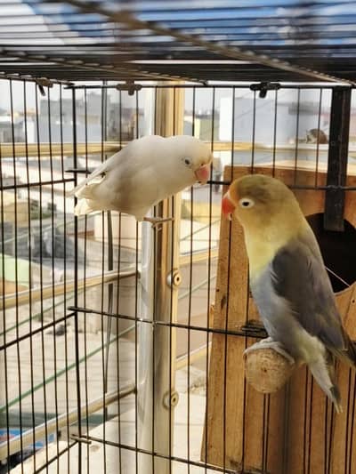 love birds parblue Beautiful breeder pair with Cage