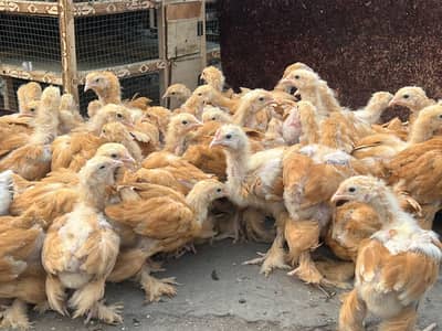 duck  chick buff & silky chick & betum chick  available