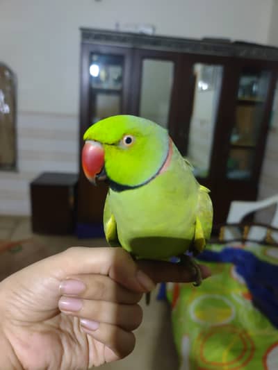RingNeck Male Talking Porrot With Cage