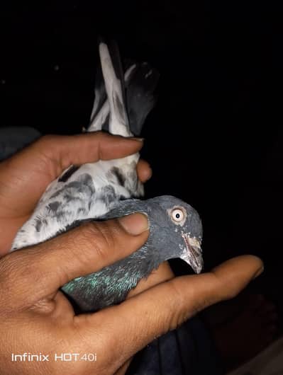 Kali NOK wale original teddy