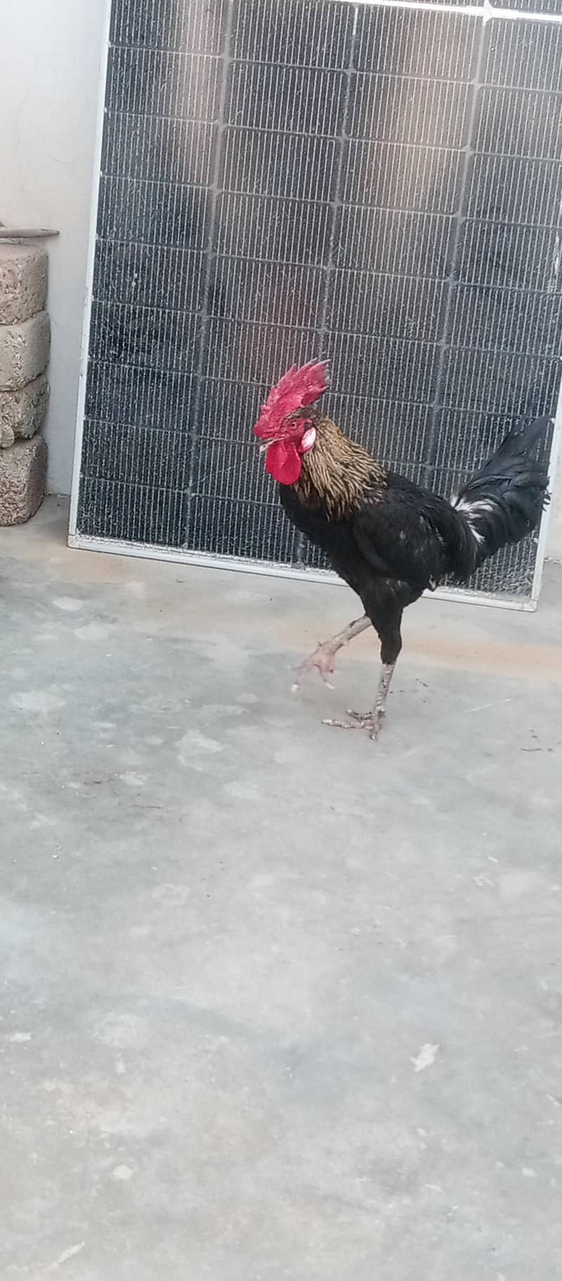 black active murga 1