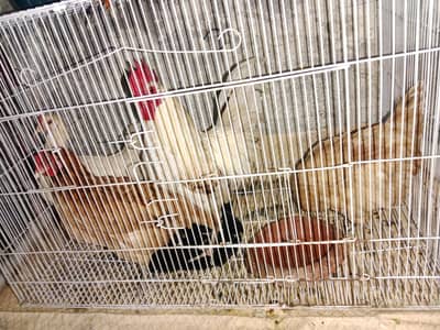 egg laying hens