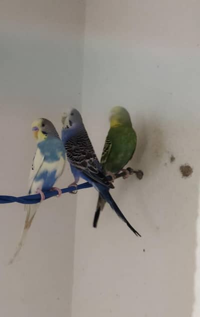 Adult Australian parrot Budgies Available for Sale.