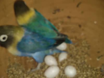 Albino red eyes and black eyes