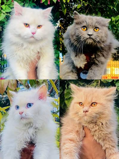 cash on delivery Persian Cats & Kittens Available — Healthy & Playful