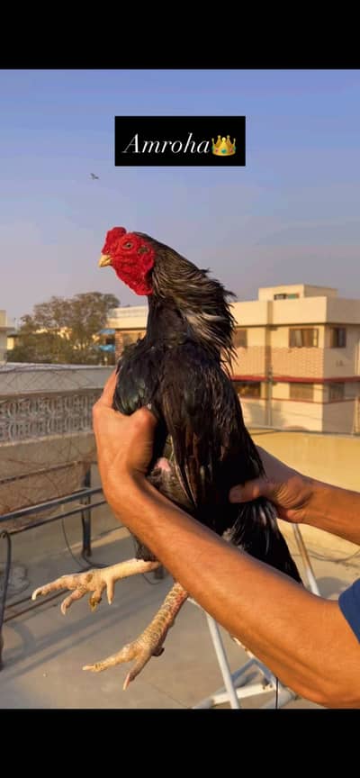 Pure amroha+mianwalee male