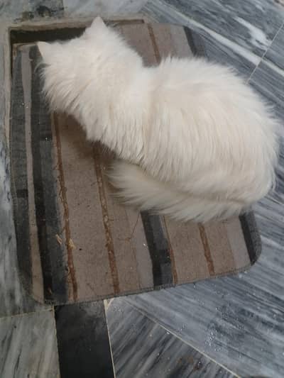 pershian cat