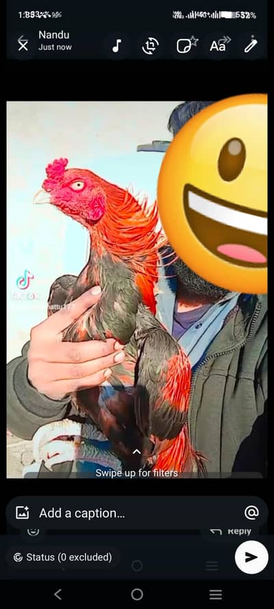 lakha aseel . 03197872883