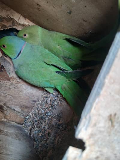 breeder pair 2 Bar breed kar chuka hai WhatsApp number 03143304423