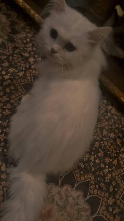 Persian cat 