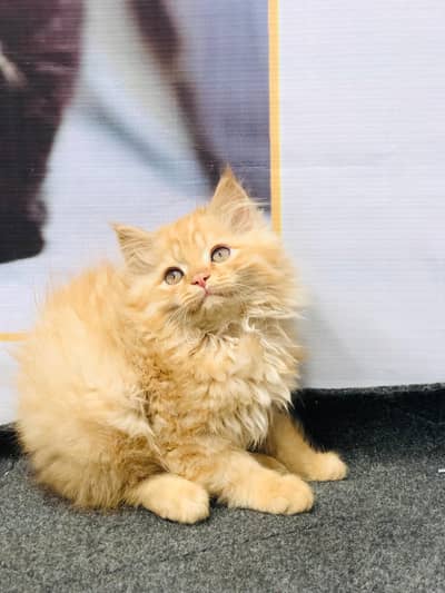 Cash on delivery Persian kitten cats