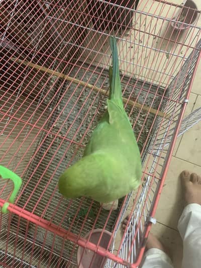 Green parrrot