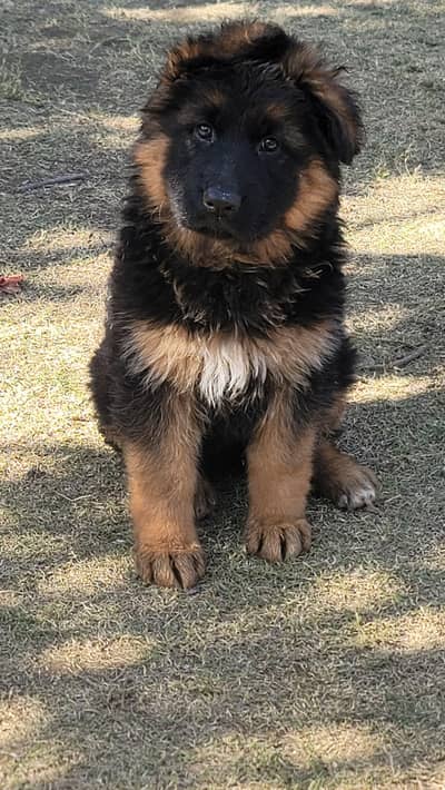 pedigree Female puppy available for new home