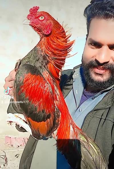 lakha aseel 03197872883 whatsap