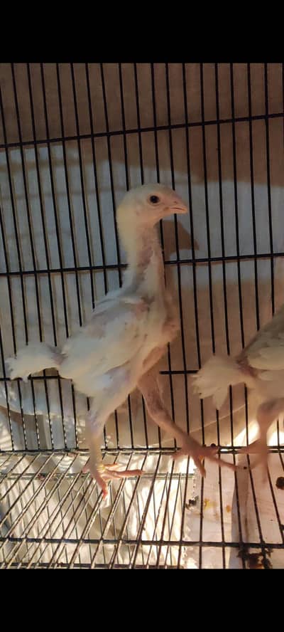 oh shamo and japanese shamo