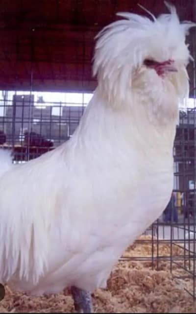 white polish hen