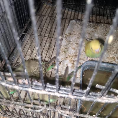 Australian budgies urgent for sale
